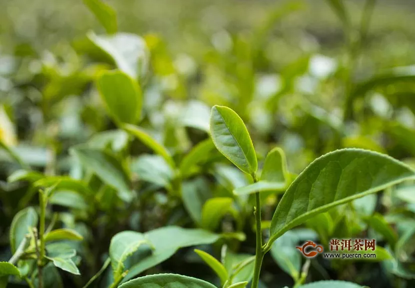 云雾绿茶是什么品种，盘点3大云雾绿茶
