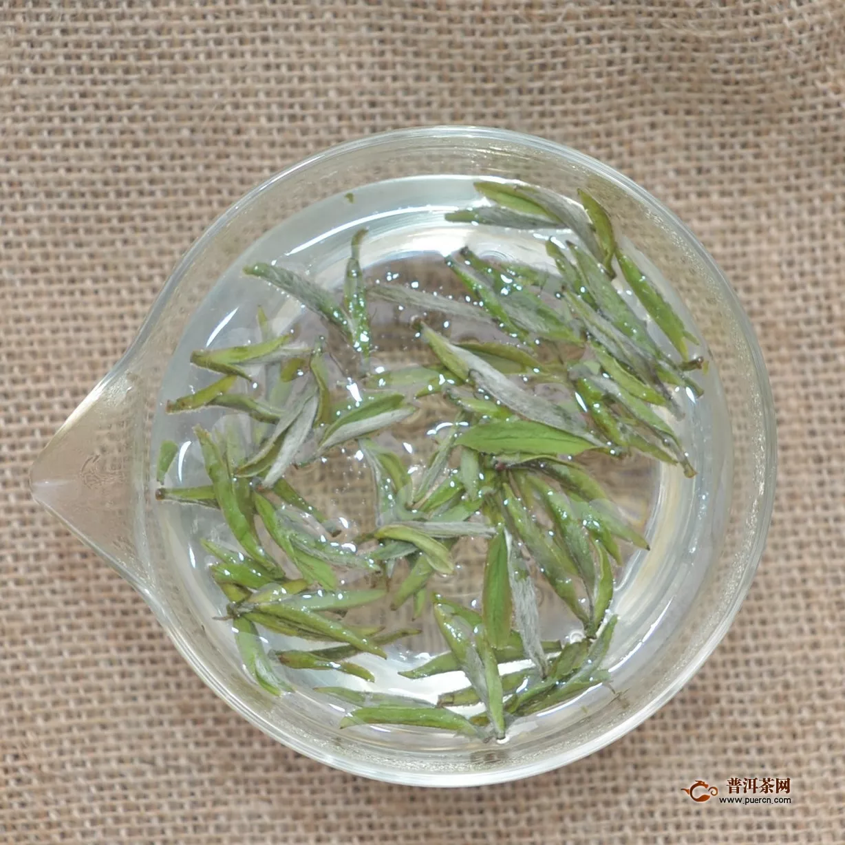 福鼎白茶可以直接泡吗？洗茶更好！