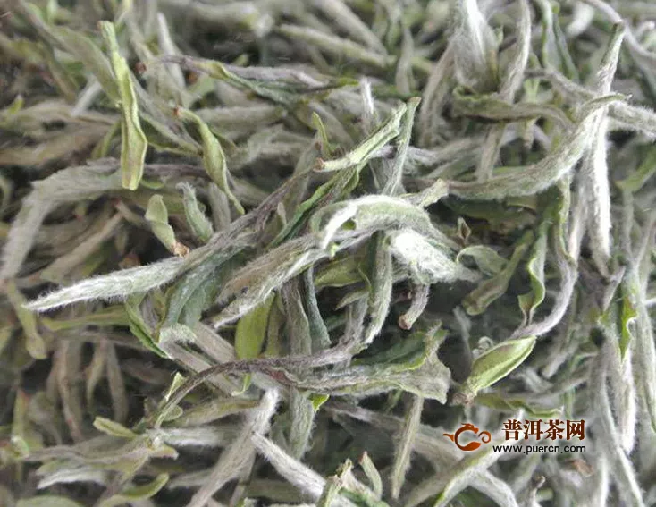 福鼎白茶為什么叫白茶？簡述白茶名字的由來