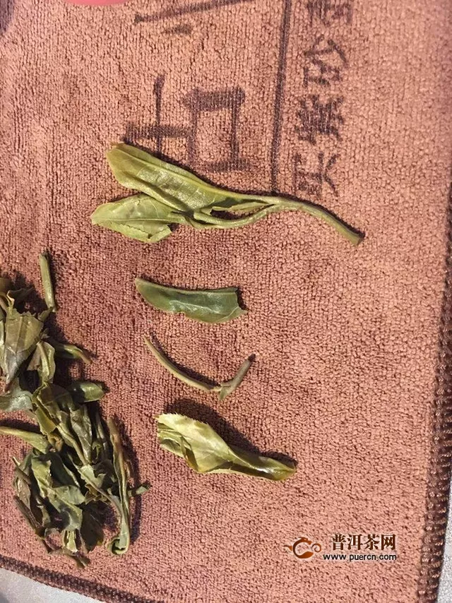 2016大雪山老树纯料茶品鉴报告