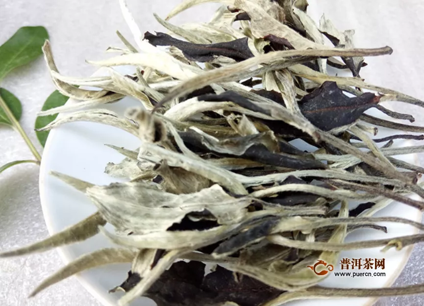 2019福鼎白茶采摘情況，新茶上市，你購買了嗎？