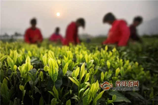 安吉白茶百科，你想知道的都在這了！