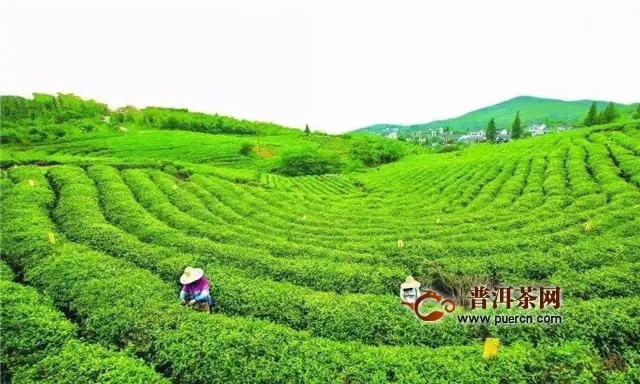 安吉白茶产地在哪个省？
