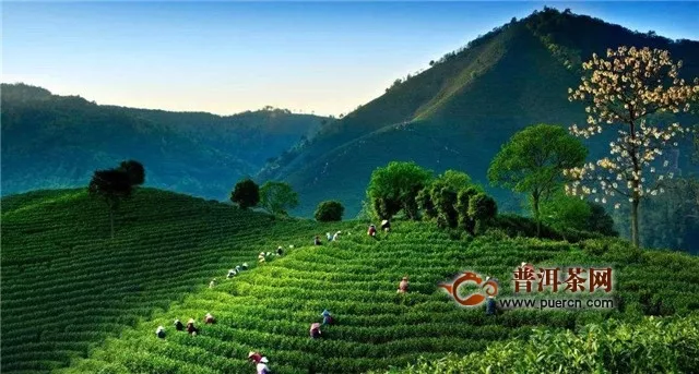 安吉白茶核心产区