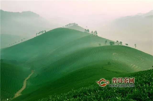 安吉白茶核心产区