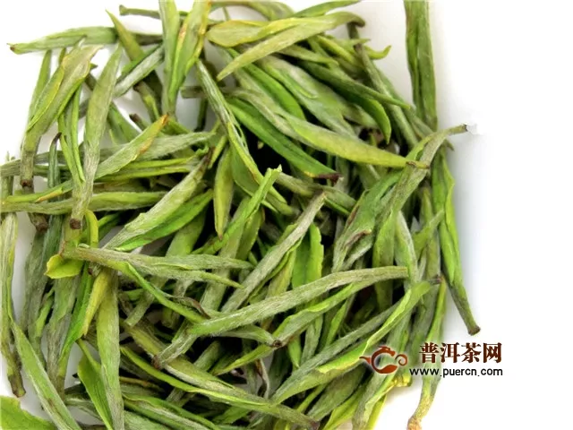 安吉白茶是陳的好還是新茶好？新茶！