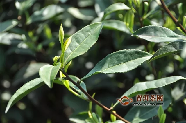 安吉白茶种植和管理