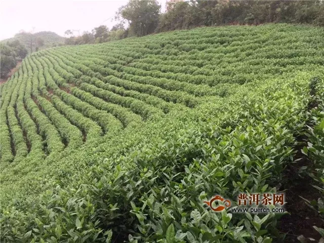 安吉白茶种植和管理