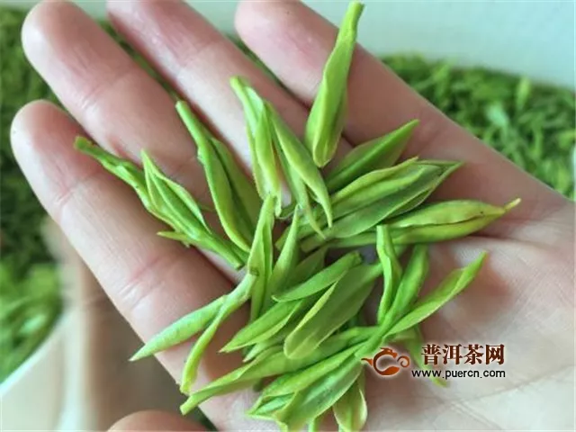 安吉白茶属于什么茶系？