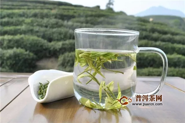 安吉白茶属于什么茶系？