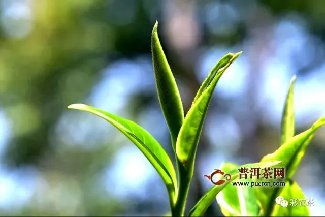 老班章·熟普丨老班章第一高杆古茶王片区古树纯料制作，开始优惠预订