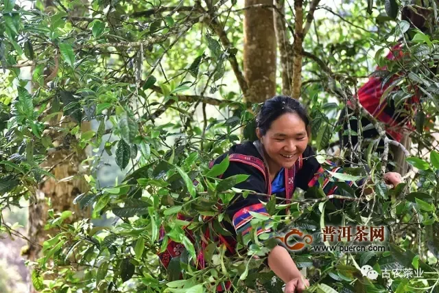 老班章·熟普丨老班章第一高杆古茶王片区古树纯料制作，开始优惠预订