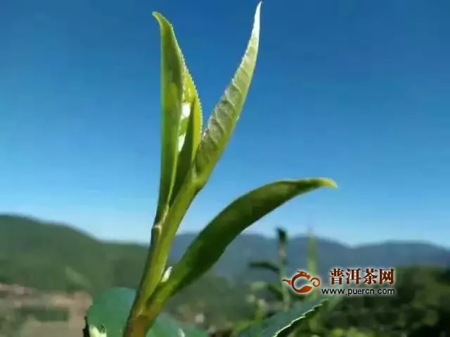 伍家臺貢茶產地在哪里