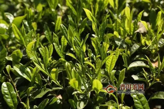 伍家臺(tái)貢茶制作工序流程