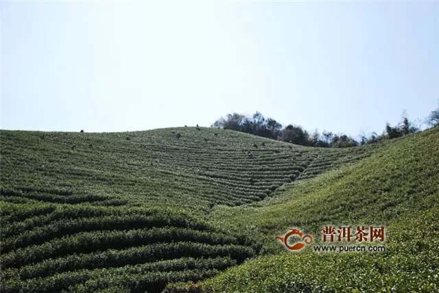 福鼎白茶的产地、种植技术和茶树形态