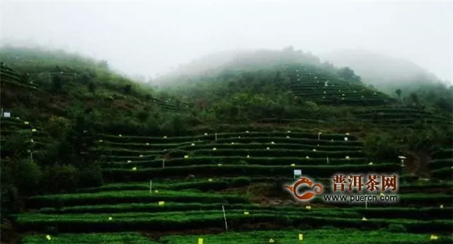 福鼎白茶的产地、种植技术和茶树形态