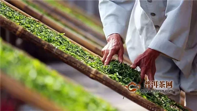 福鼎白茶的种植技术和加工技术