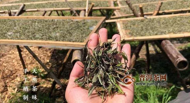 福鼎白茶的种植技术和加工技术