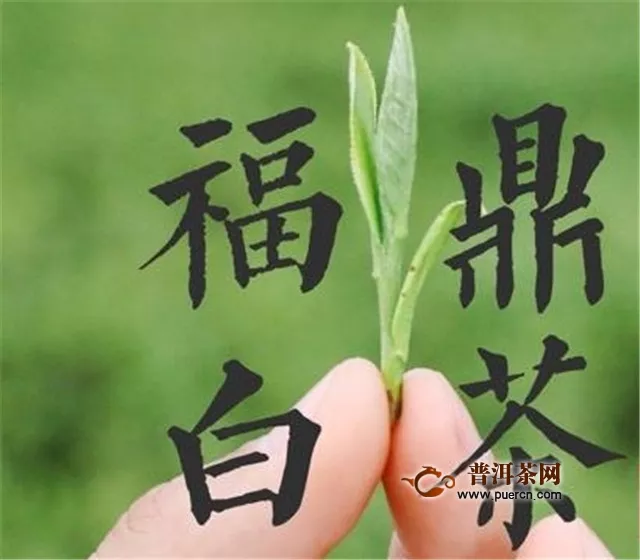 福鼎白茶的产地环境和种植技术要求