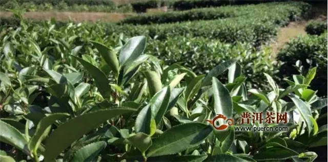 福鼎白茶的产地环境和种植技术要求