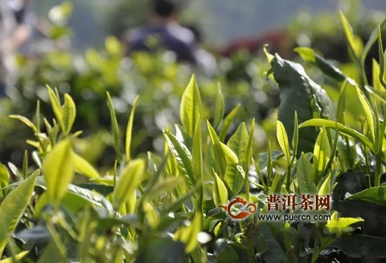 紅茶和綠茶合飲，單獨(dú)飲用更好！