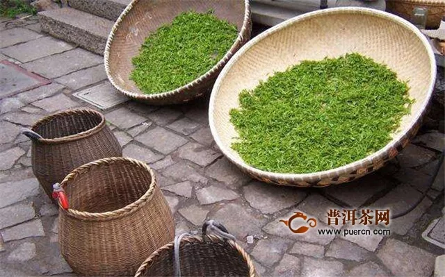 福鼎白茶種植技術(shù)有什么樣的要求？