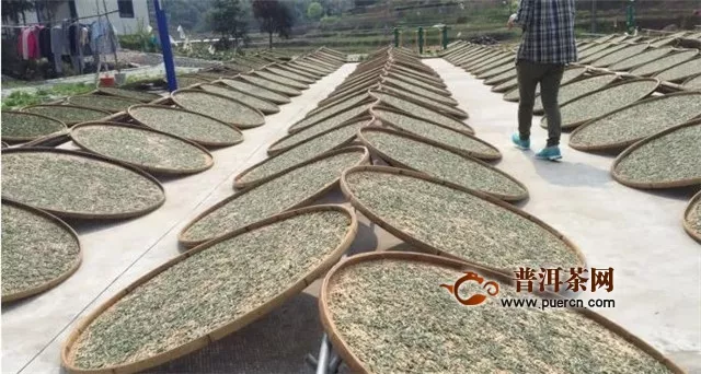 福鼎白茶标准化加工工艺流程