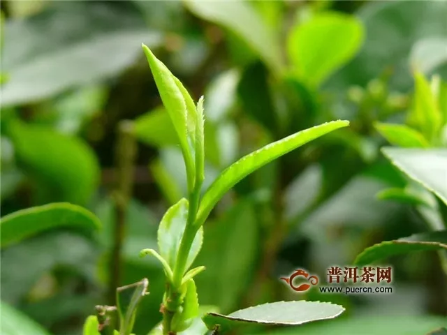 西湖龍井茶有幾個(gè)品種？主要有3個(gè)！