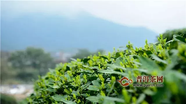 紫陽(yáng)富硒茶的適合人群