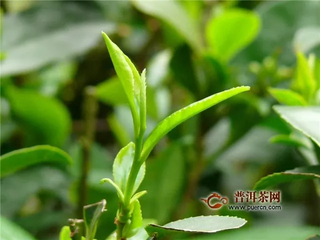 绿茶和铁观音是一种茶树吗？