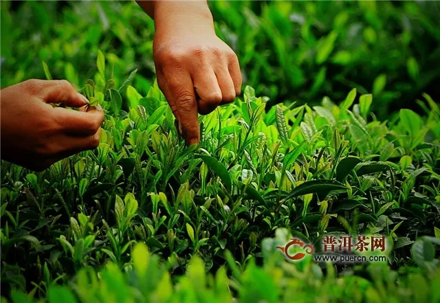 大佛龙井茶树品种