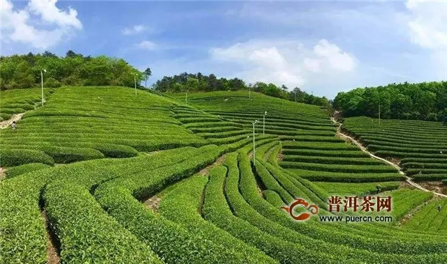 大佛龙井茶树品种