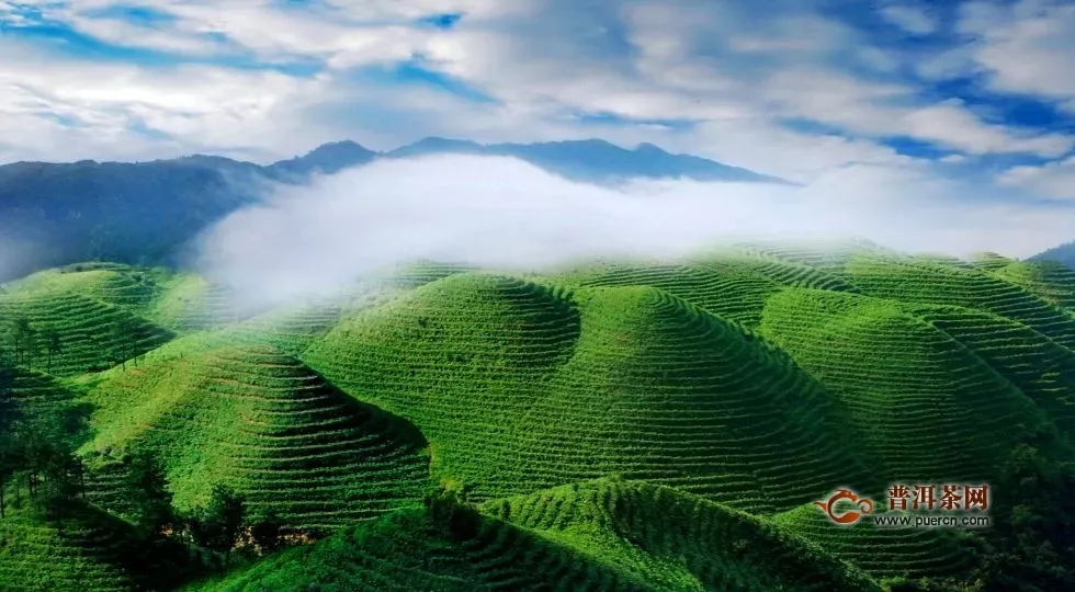 贵州绿茶登上2019中国品牌价值评价信息榜，排名第25位！