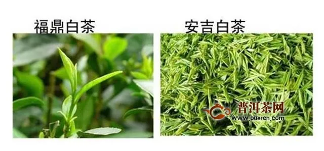 福鼎白茶和安吉白茶都是白茶茶類嗎？