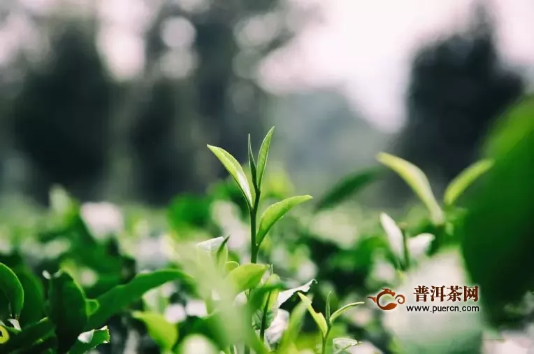 第十五届中国茶业经济年会将于10月21~24日在英德举办