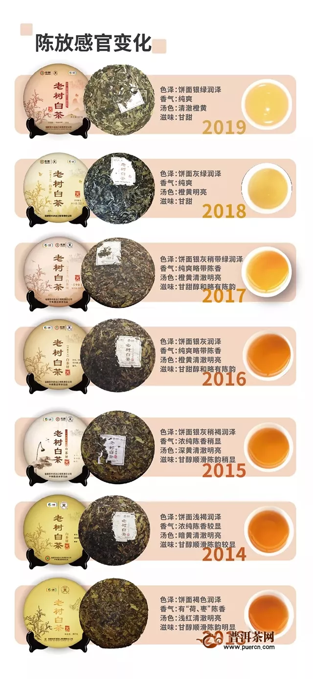 中茶献礼七十周年纪念：2019“老树白茶”，如约而至