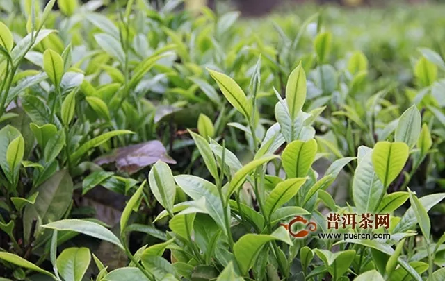 紫笋茶是绿茶吗