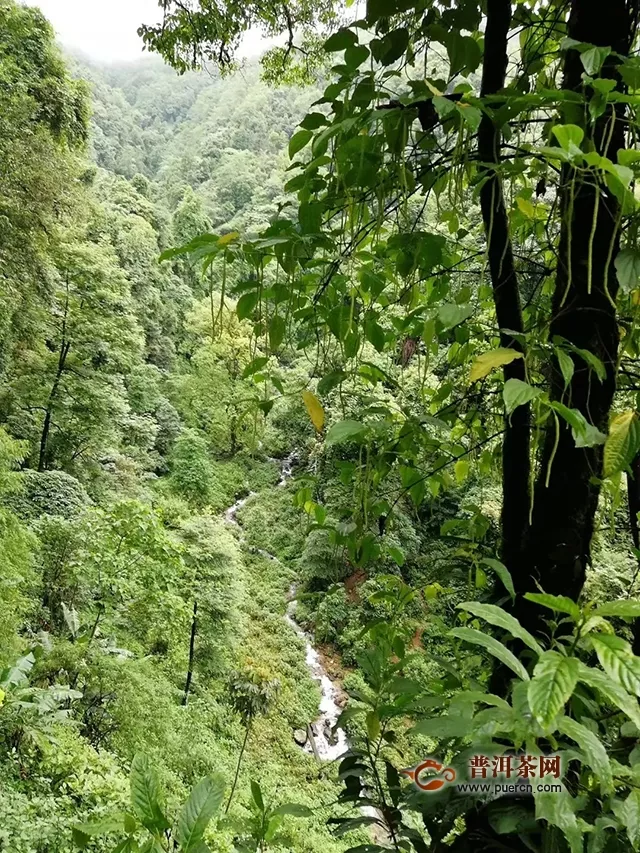 云章2019年芳兰普洱茶上市！