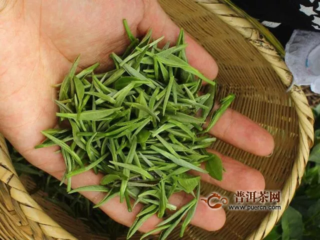 信陽毛尖是綠茶還是花茶？