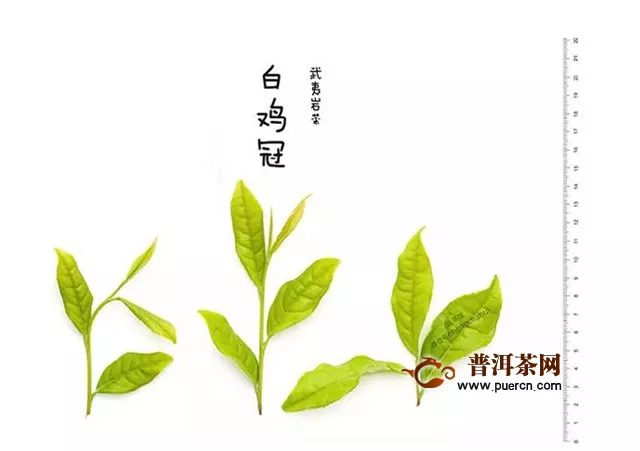 武夷巖茶的品種有哪些？