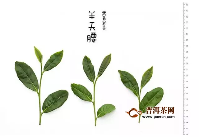 武夷岩茶的品种有哪些？