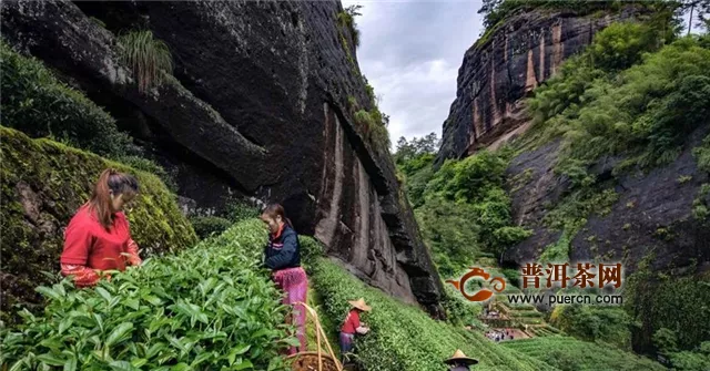 大紅袍和其他烏龍茶的區(qū)別之一是茶樹