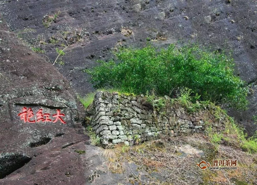 大红袍有几株？真正的武夷山大红袍母树仅6株！