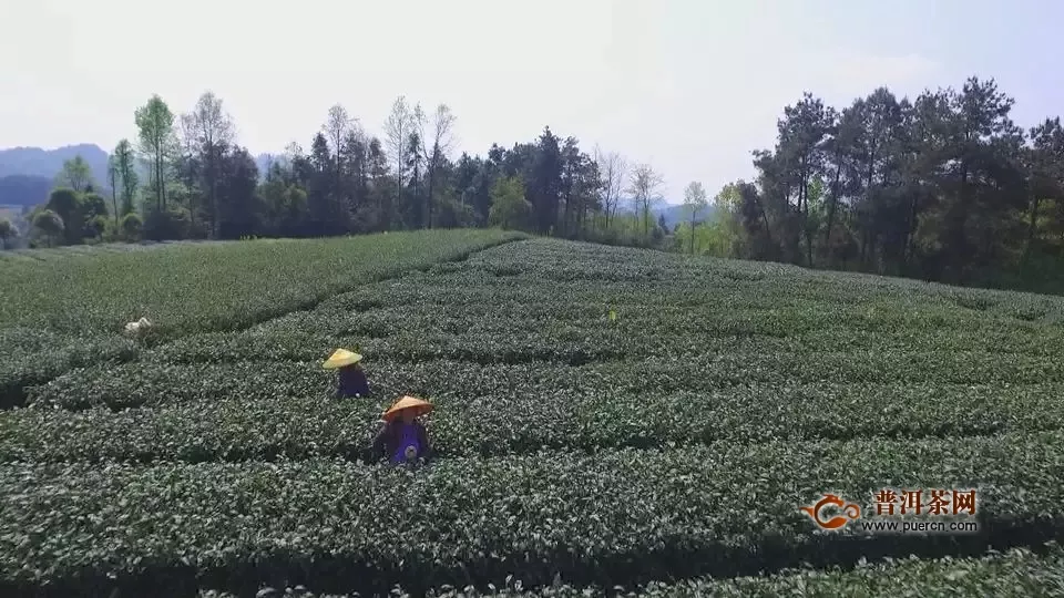 湄潭：茶叶产业“接二连三”茶山变成“金山银山”