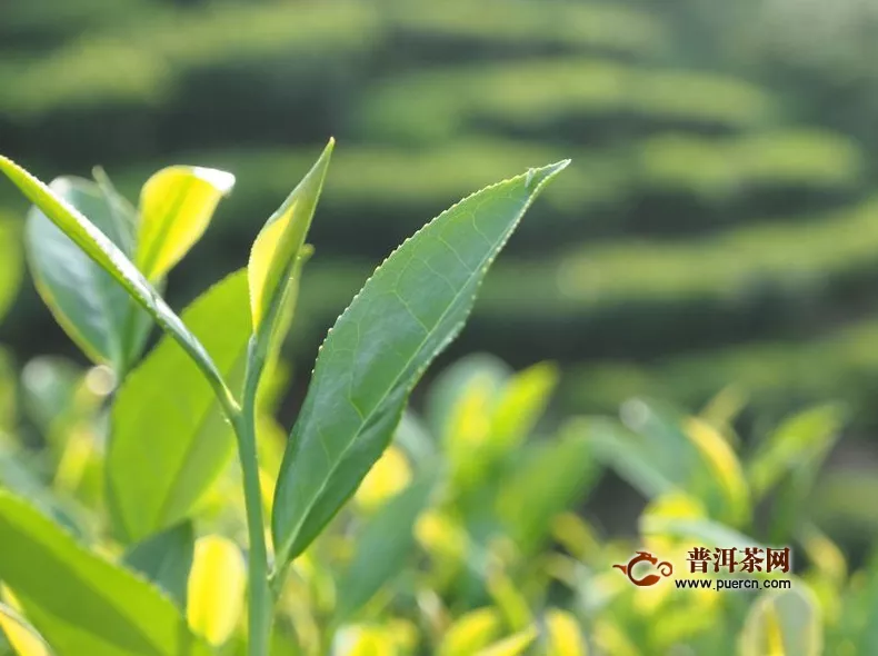 凤凰单丛茶属于什么茶，凤凰单丛茶——乌龙茶