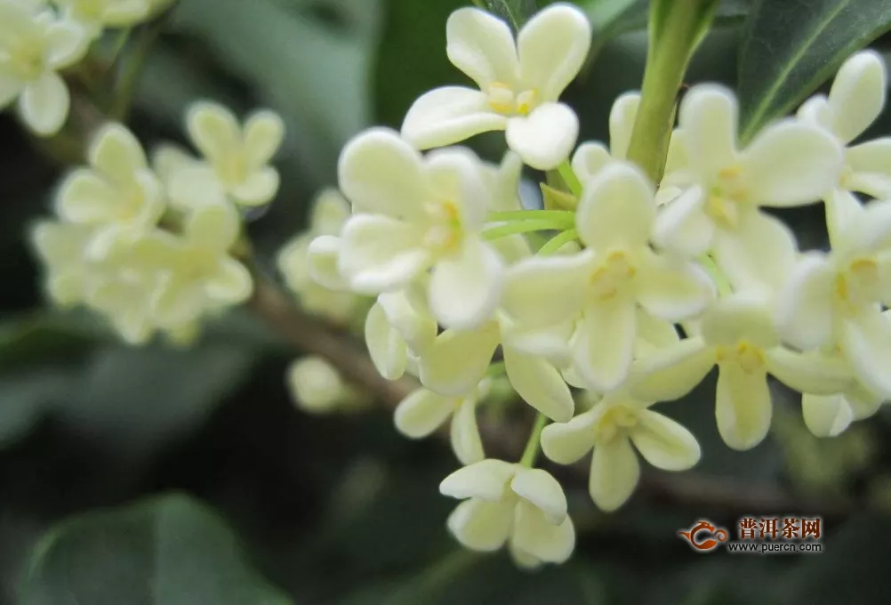 桂花茶什么时候喝最好？喝桂花茶的最佳季节！