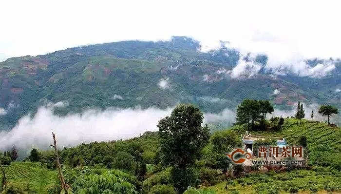 邦崴古茶山