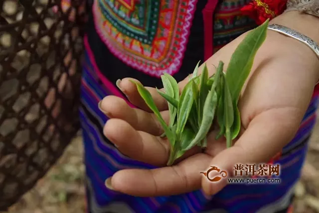 從美景到人文，福元昌賀開這個(gè)茶宿值得你來(lái)