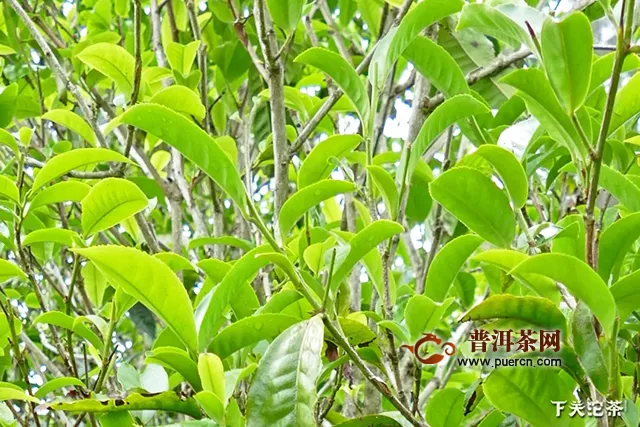 下關(guān)沱茶2019版南詔御沱7月隆重上市