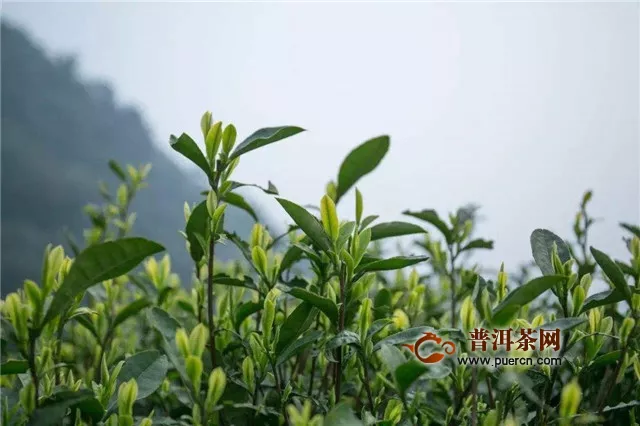 龍井茶產(chǎn)區(qū)有哪幾個(gè)？西湖產(chǎn)區(qū)、錢塘產(chǎn)區(qū)、越州產(chǎn)區(qū)！